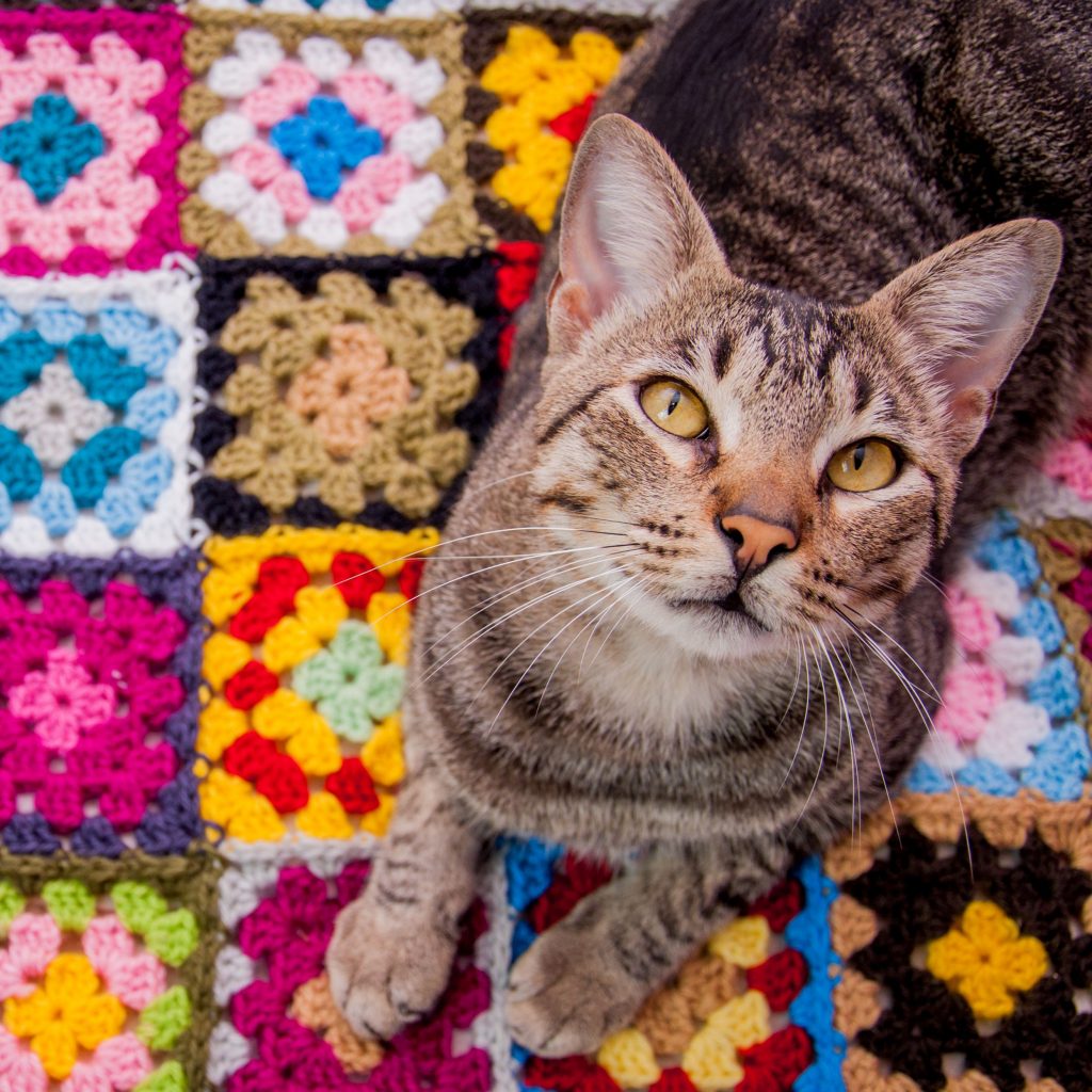 Crochet cat blankets online for shelters