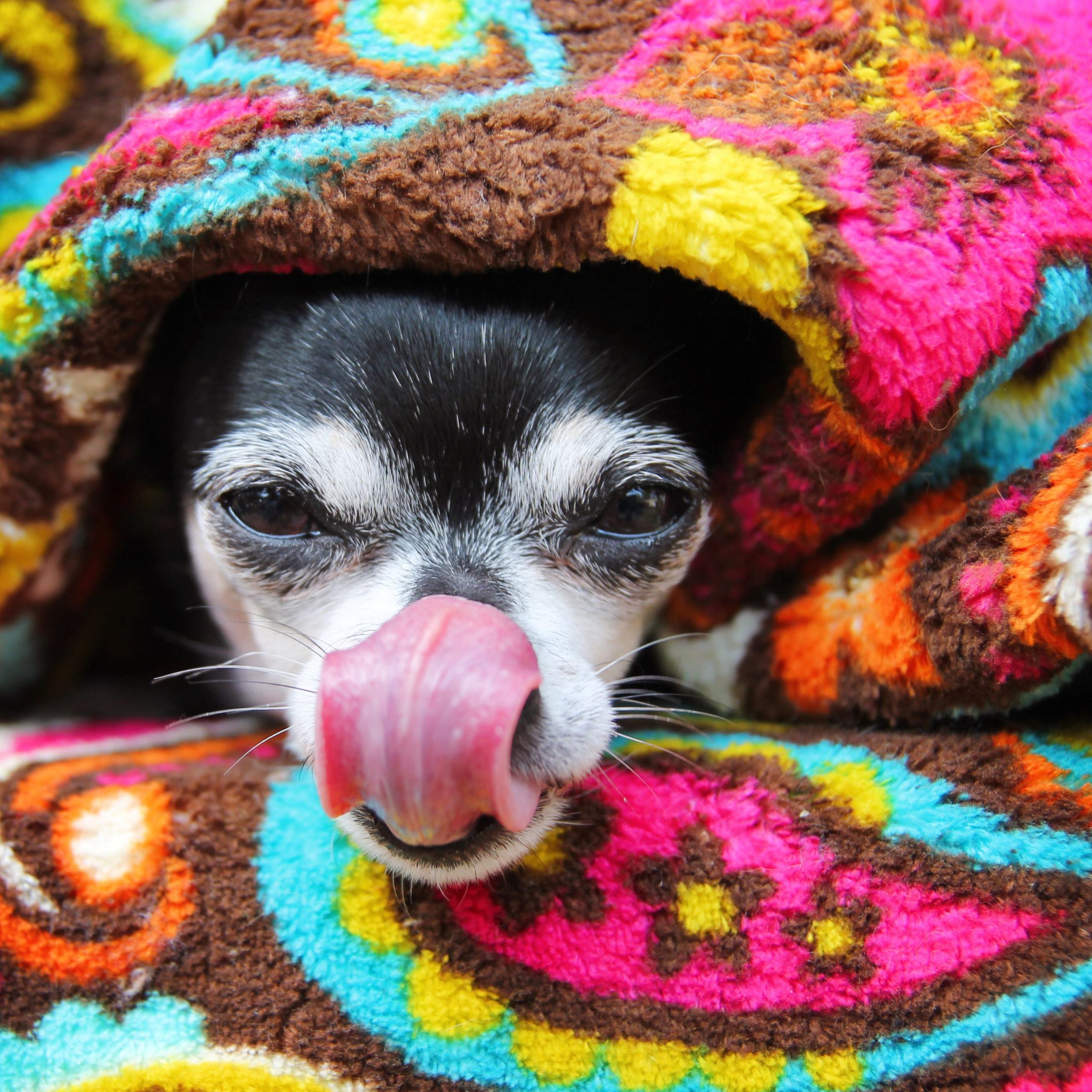 Fleece Snuggle Beds