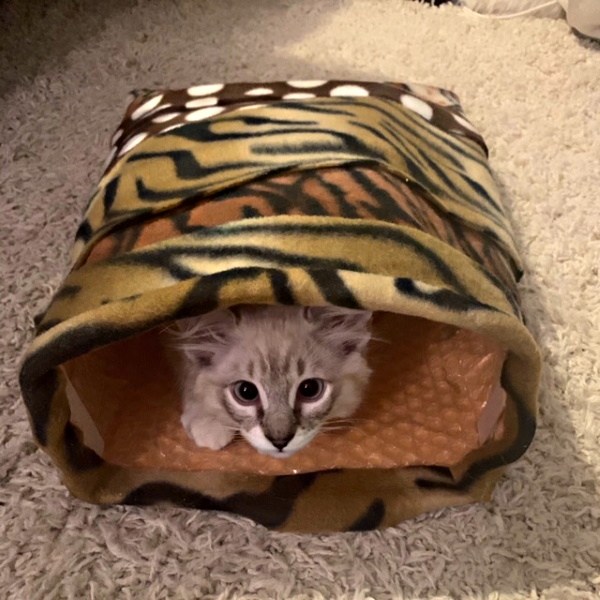 Make No-Sew Kitty Caves