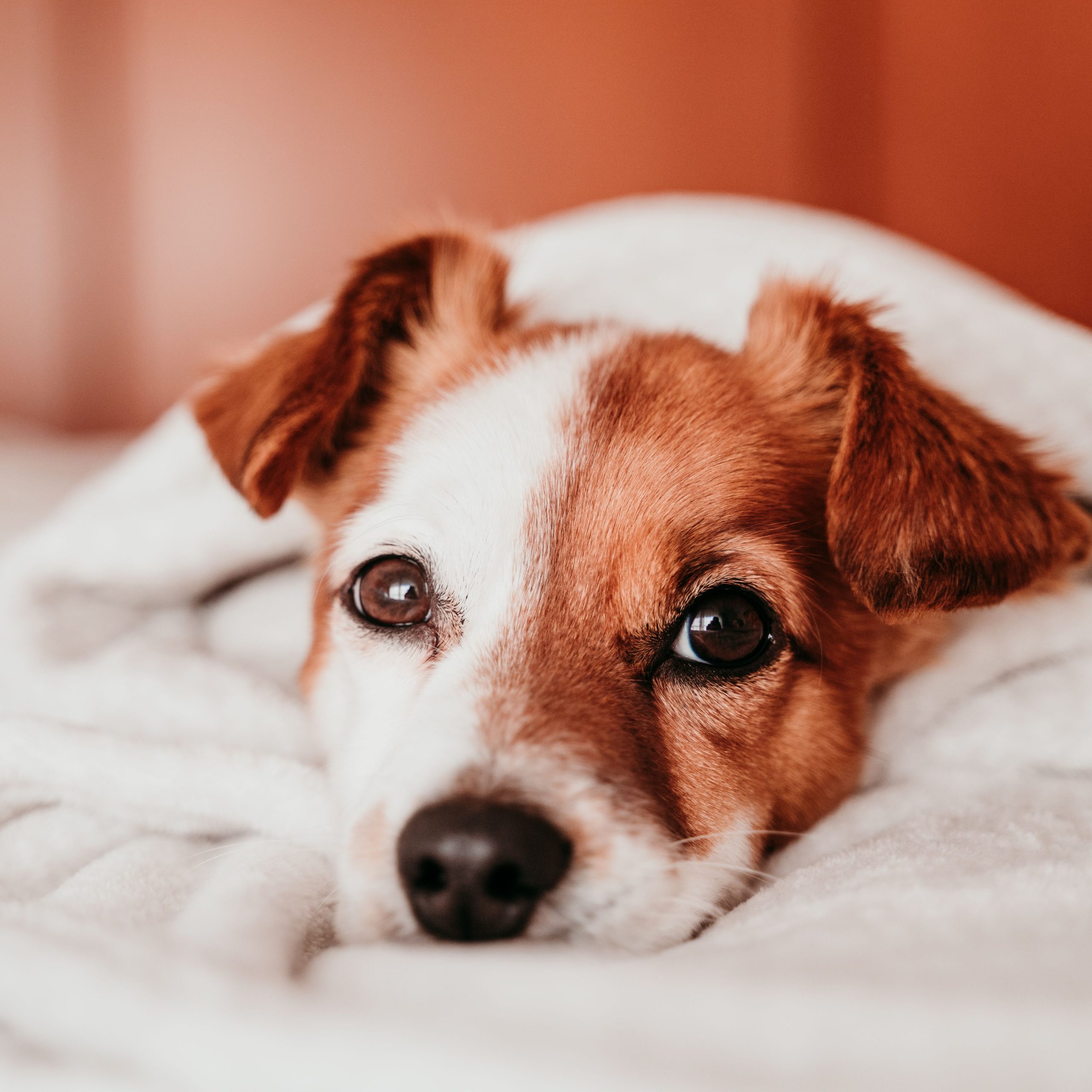 Make Dog Blankets