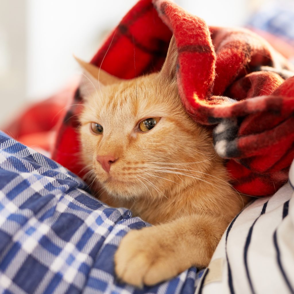 Cat in homemade snuggle bed.