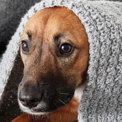 Crochet a dog bed to donate