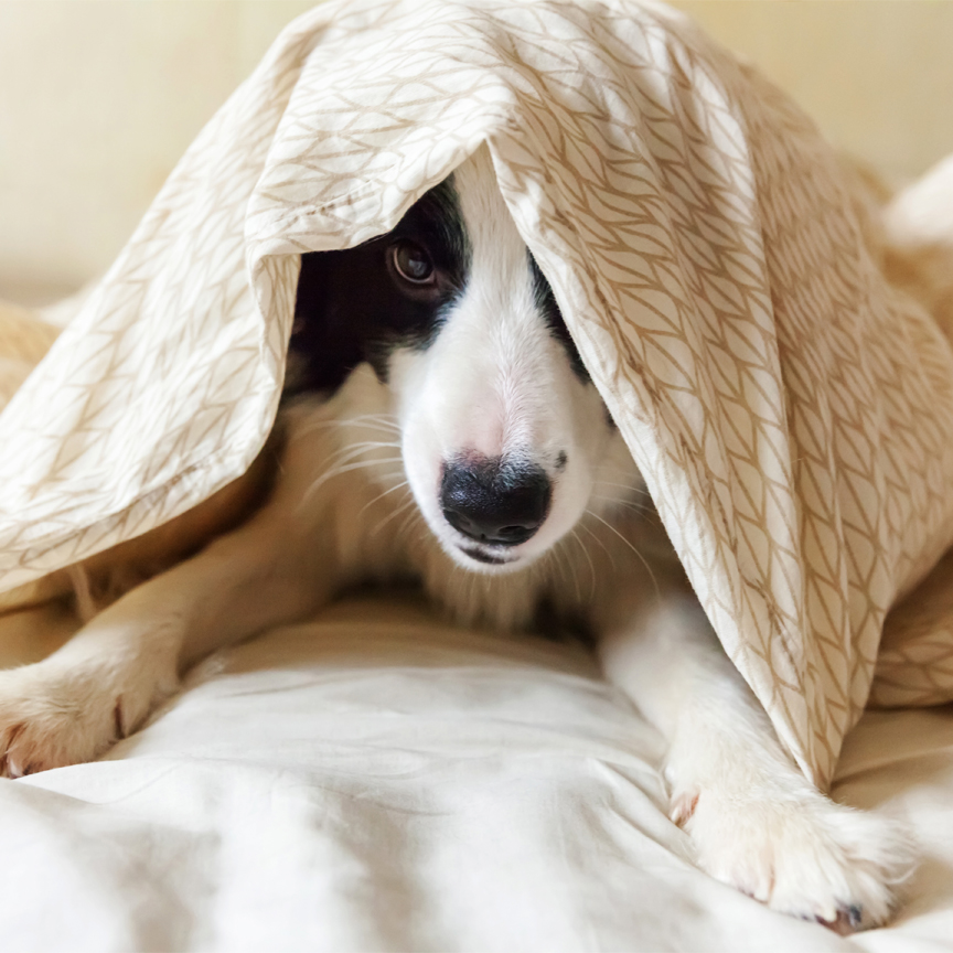 Make dog blankets to donate