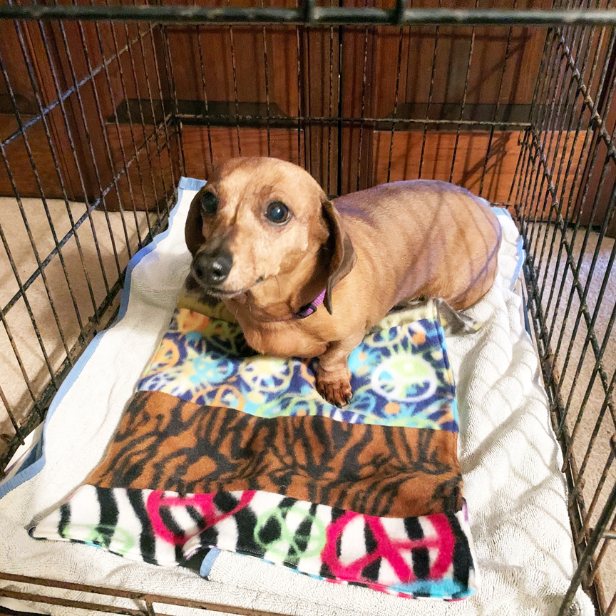 Dog cage online blanket