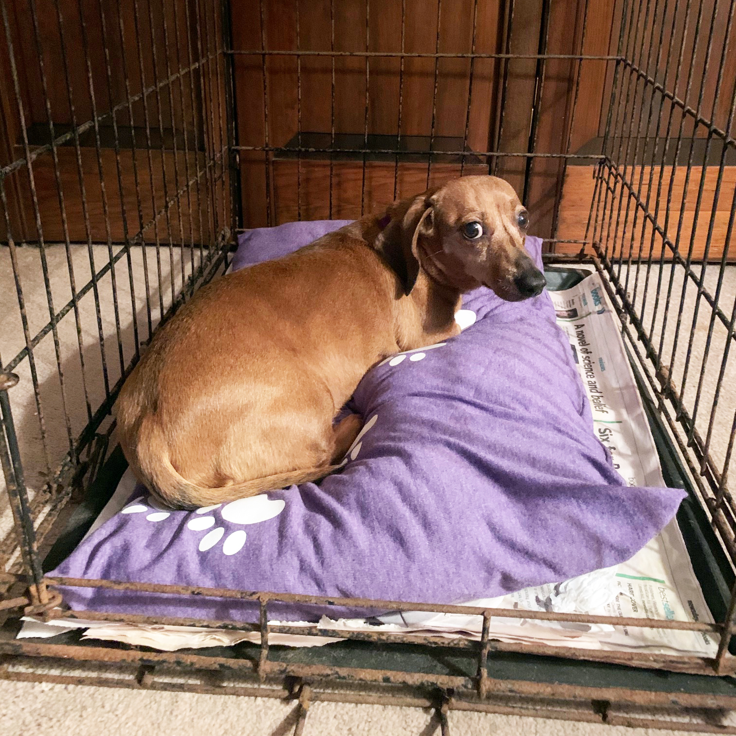 Make a Dog Bed from a Tee Shirt